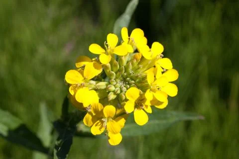 Rape closeup Stock-Fotos