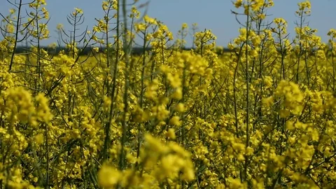 Rape crop 動画素材 90223120