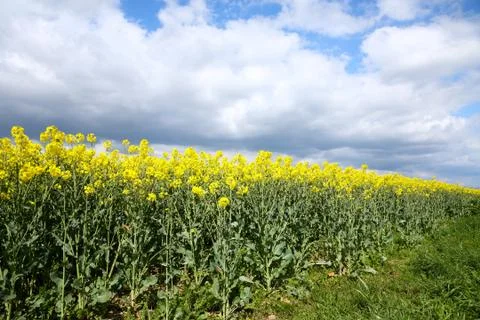 Rape crop growing under a cloudy sky. Photos