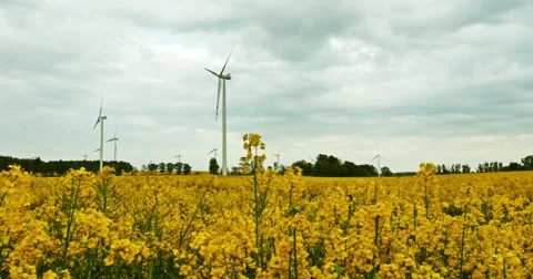 Rape Field 4k Stock Footage 51163622