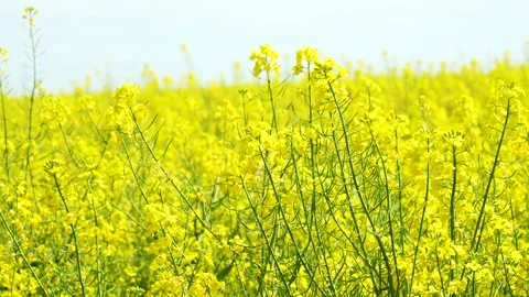 Rape field 4K Stock Footage 274342577