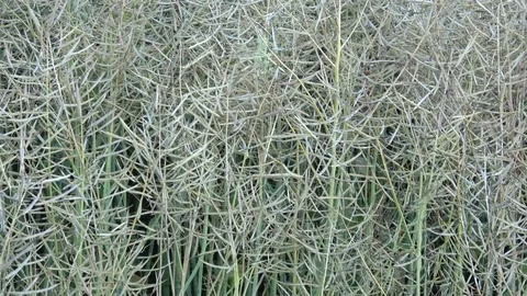 Rape field almost ready to harvesting at summer. Maturing field with rape Stock Footage 78545469