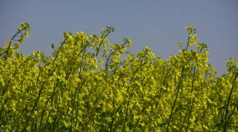 Rape field Alternative Clean Green energy Stock Footage