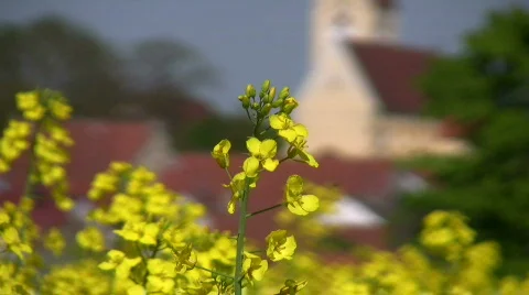 Rape field Alternative Clean Green energy Stock Footage