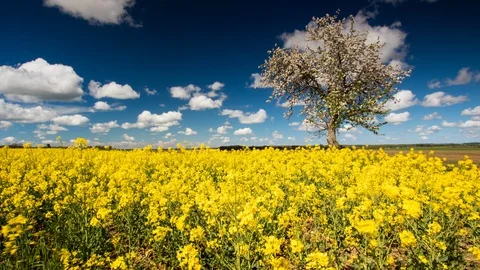 Rape Field And Beautiful Blue Sky, 4k TimeLapse Vídeo Stock 107580276