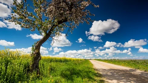 Rape Field And Beautiful Blue Sky, 4k TimeLapse Stock Footage 107580287