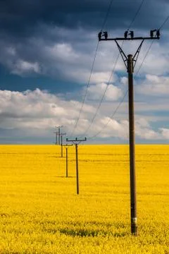 Rape field and blue sky 스톡 사진