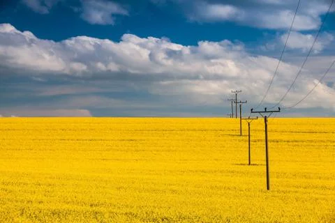 Rape field and blue sky 写真素材