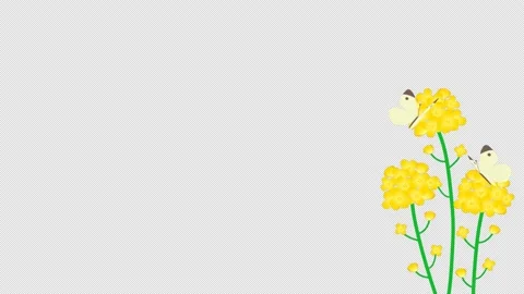 Rape field and butterfly animated background with alpha channel Stock Footage 169200501