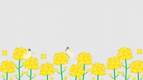 Rape field and butterfly animated background with alpha channel Stock Footage 169200833
