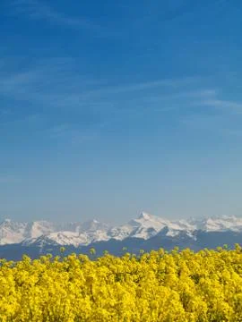 Rape field and mountains Фото