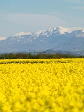 Rape field and mountains Фото