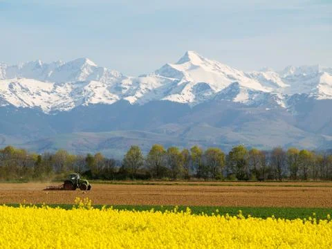 Rape field and mountains Foto stock