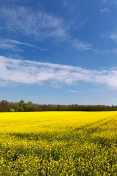 Rape field and sky Stock Photos