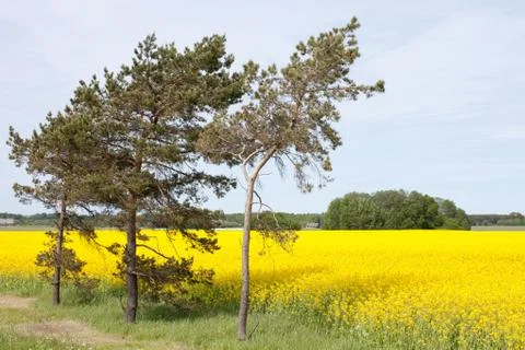 Rape field and trees Foto stock