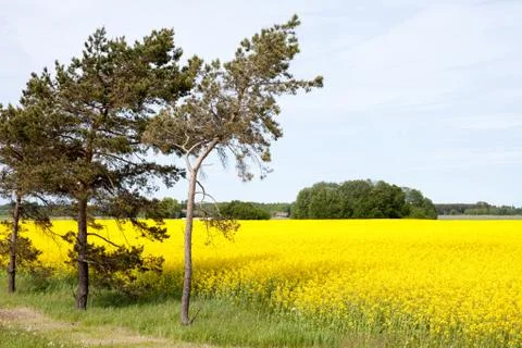 Rape field and trees Foto stock