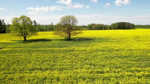 Rape field and two oaks in the middle of the field. Aerial view Stock Footage 205064838