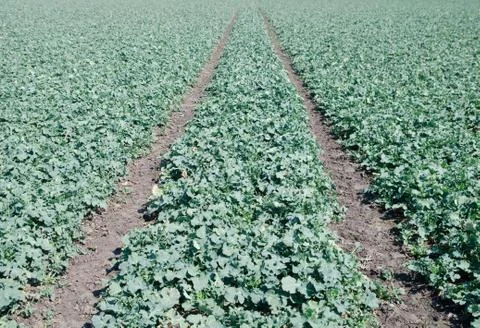 Rape field background Stock Photos
