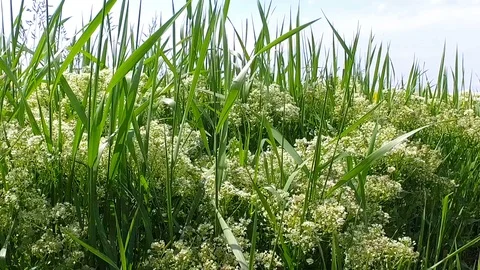 Rape field on a beautiful day Stock Footage 108851524