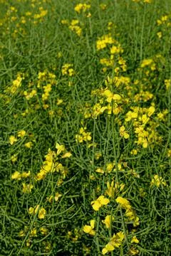 The rape field is beginning to bloom. About medicine. Stock Photos