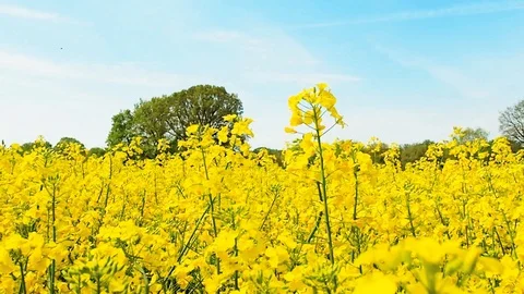 Rape Field Blossom Stock Footage 102909646