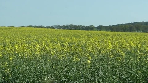 Rape field blossom in springtime. Video stock 90753582