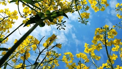Rape Field Blossoms Stock Footage 103735189