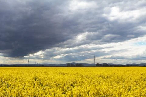 Rape field with blue sky with clouds Foto stock