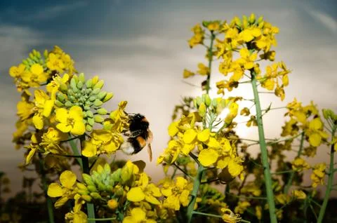 Rape field close up with bumble bee Photos