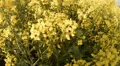 Rape Field close up HD Footage