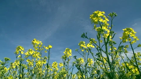 Rape Field Closeup View Stock Footage 52171840