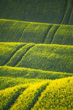 Rape field crops in the long rolling fields, the light is low and long shadows Stock Photos