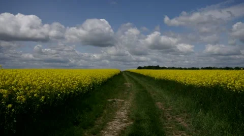 Rape field with dirt road in spring Stock Footage 65186388