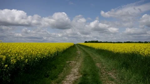 Rape field with dirt road in spring Stock Footage 72888998