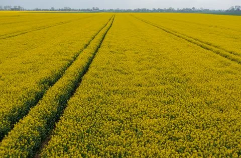Rape field flown by drone at the beginning of flowering Stock Photos