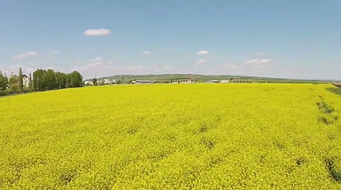 Rape field flyover Stock Footage 50278528