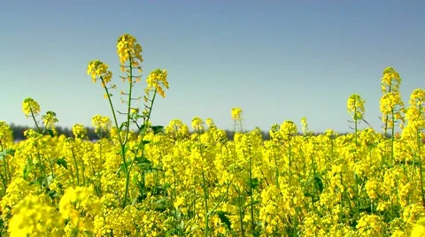 Rape field 動画素材 8771690
