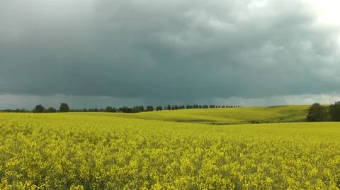 Rape field Stock Footage 8835191