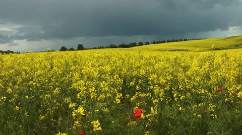 Rape field Stock Footage 8835245
