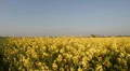 Rape Field HD Footage