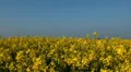 Rape Field HD Footage