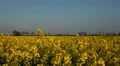 Rape Field HD Footage