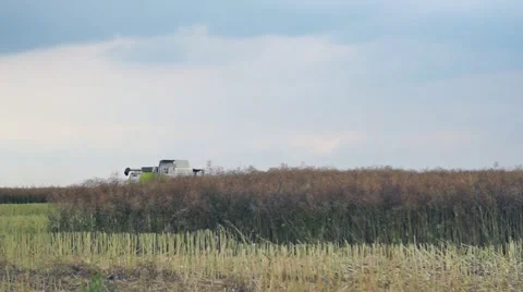 Rape field Stock Footage 40286354