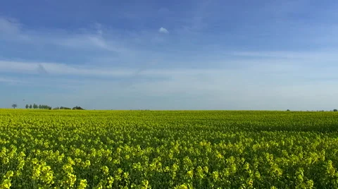 Rape Field Stock Footage 52171160