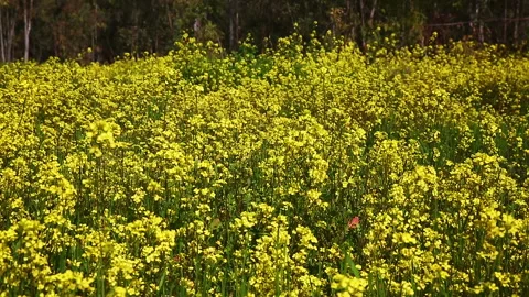 Rape field Stock Footage 97498591