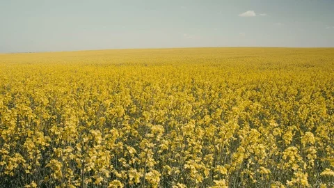 Rape field Stock Footage 106715963
