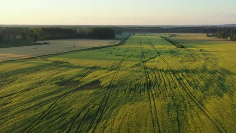 Rape Field Stock Footage 248907941