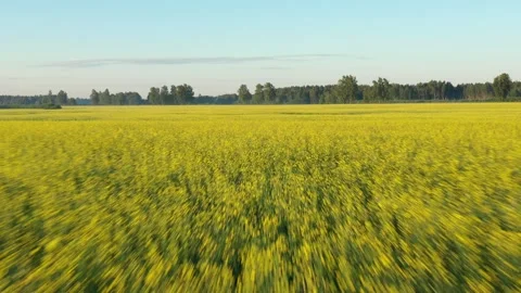 Rape Field Stock Footage 248909224