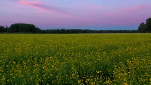 Rape Field Stock Footage 250878106