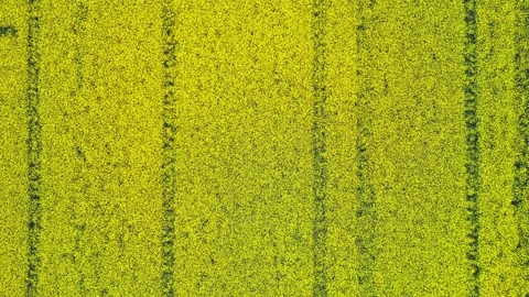 Rape field Video stock 263226871